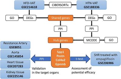 Molecular mechanisms and potential therapeutic targets in the pathogenesis of hypertension in visceral adipose tissue induced by a high-fat diet